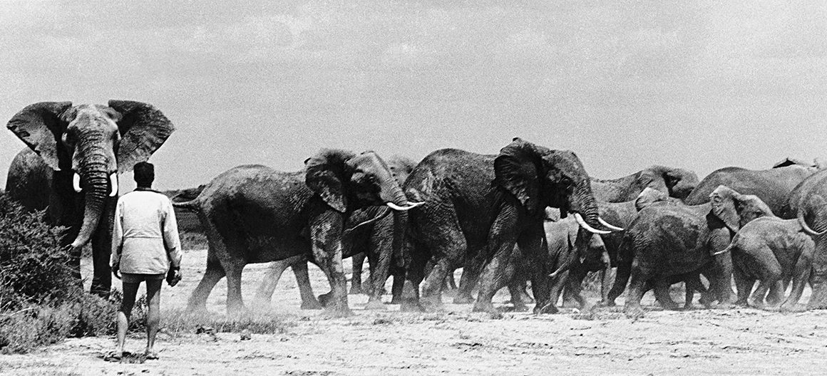 Charging elephants photographed in black and white
