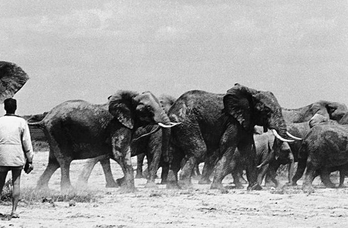 Charging elephants photographed in black and white