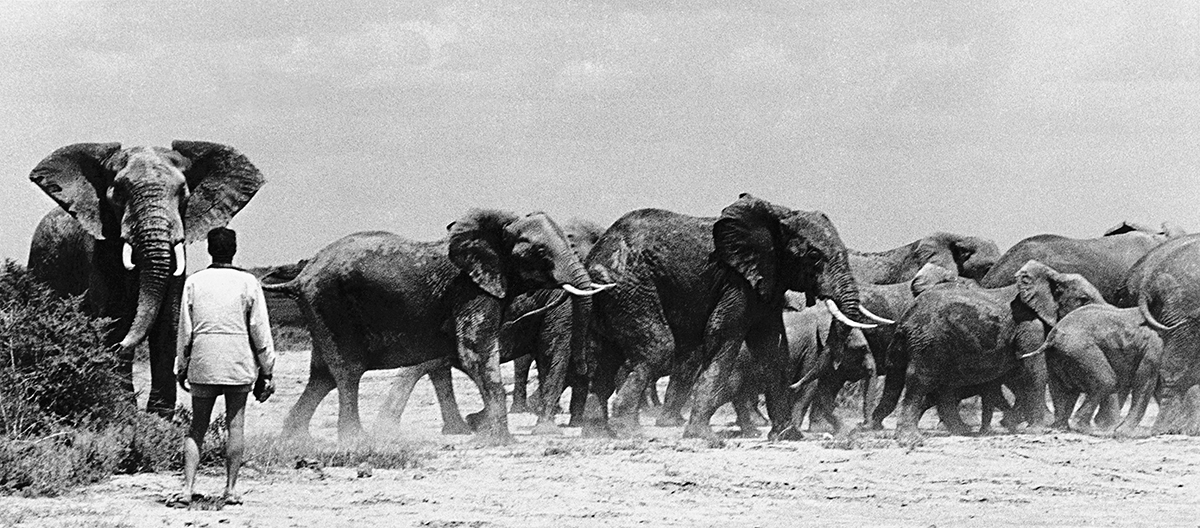 Charging elephants photographed in black and white