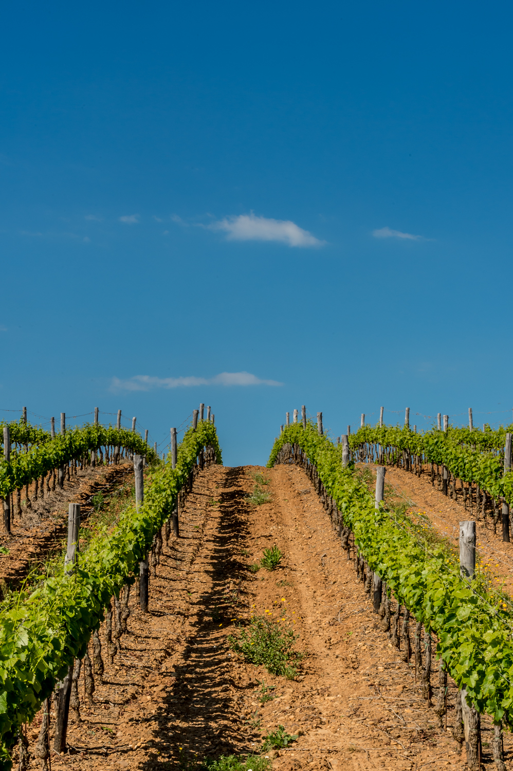 Row of vines growing on a hillside set against a blue sky