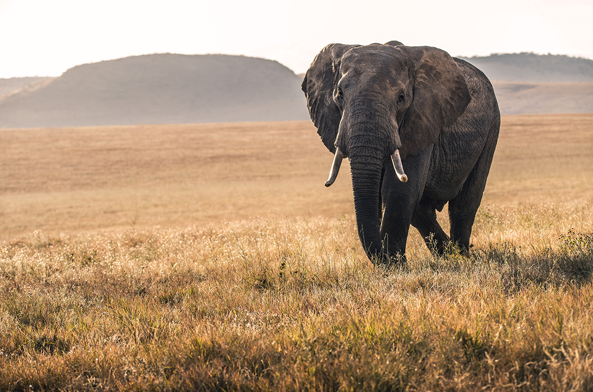 Elephant walking through plains