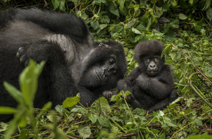Gorilla with a baby in the forest