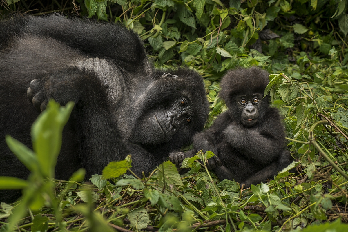 Gorilla with a baby in the forest