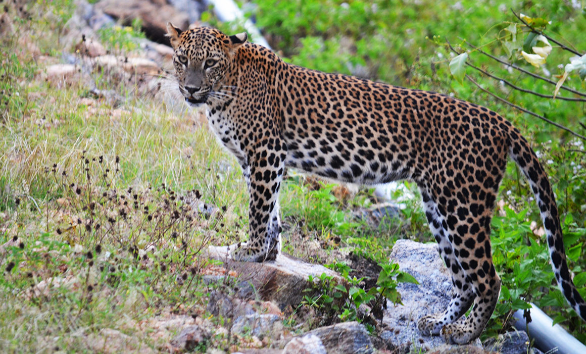 large leopard standing on rock
