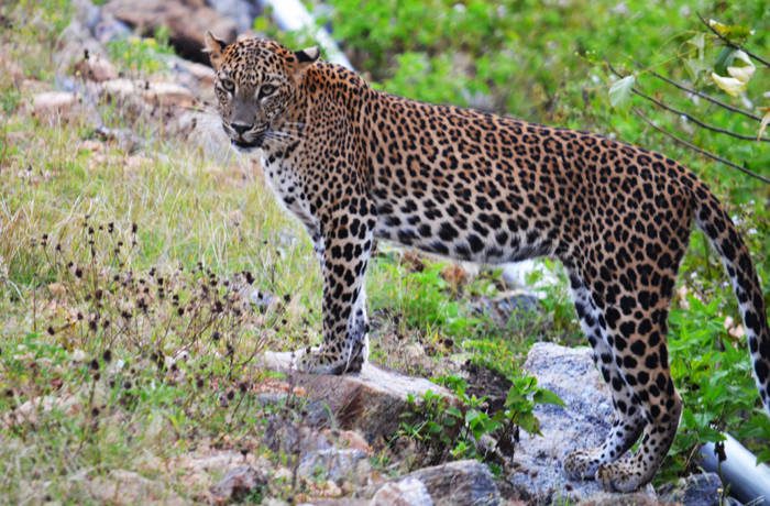 large leopard standing on rock