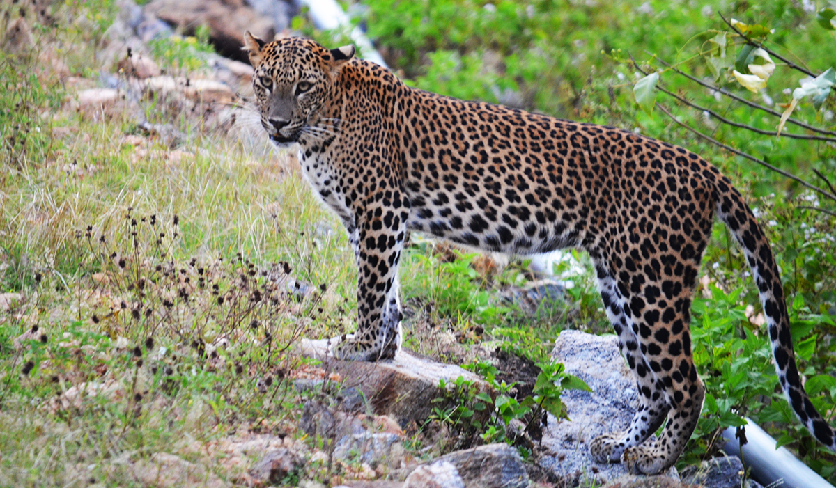 large leopard standing on rock