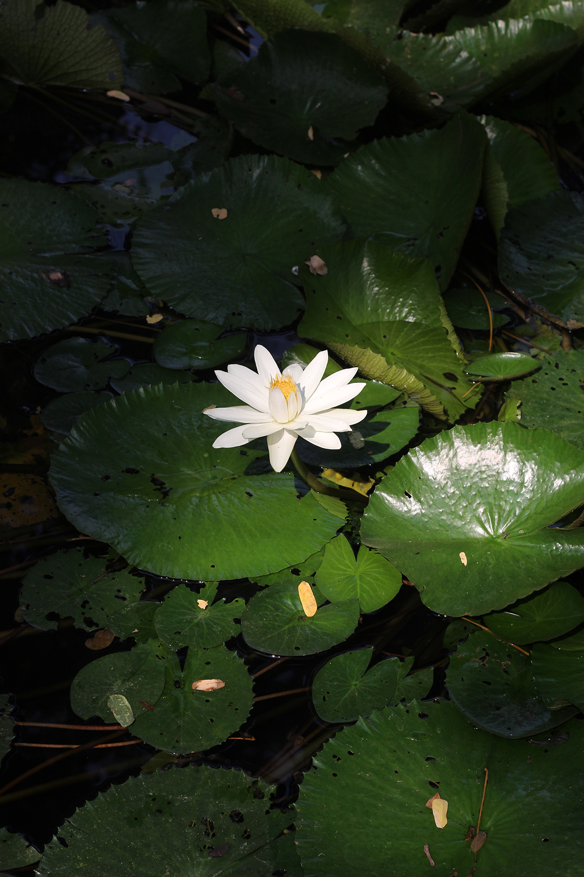 A white lily on lily pads in a pool of water
