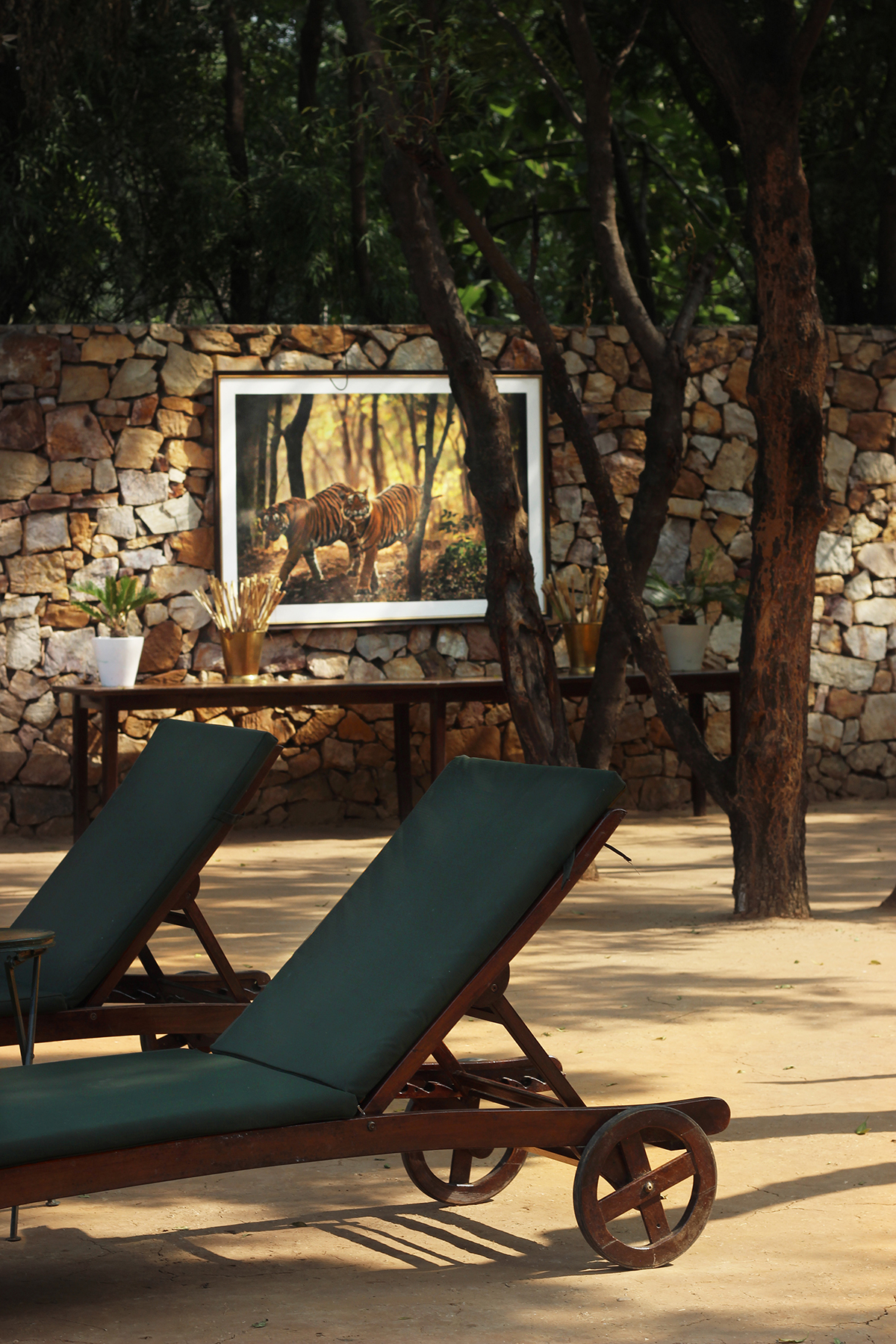 Sun loungers underneath tree canopy