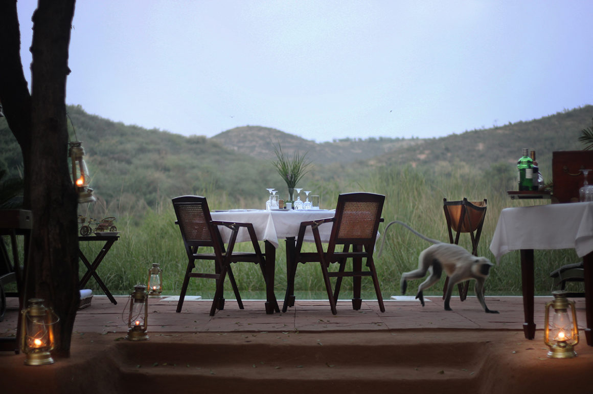 Luxury dining experience in wilderness with monkey running across