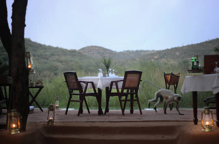Luxury dining experience in wilderness with monkey running across