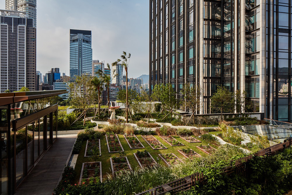 Rooftop garden in a city landscape