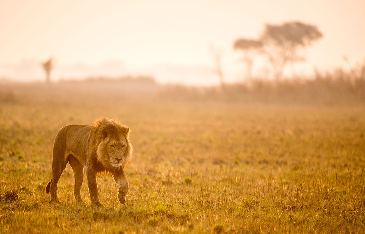 Lion walking across wild plains