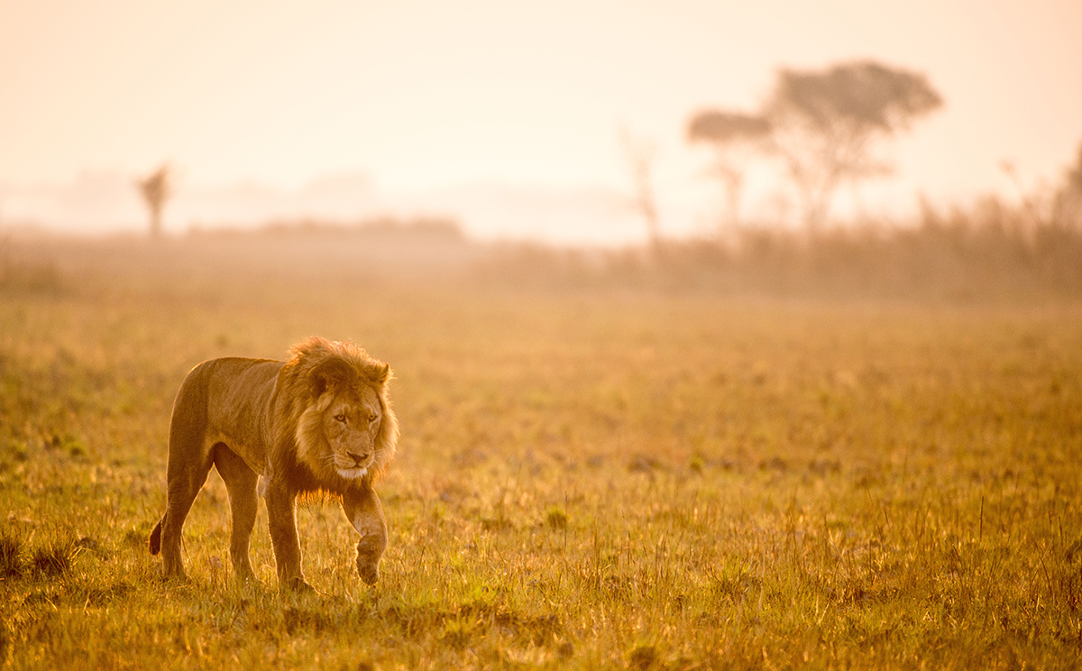 Lion walking across wild plains