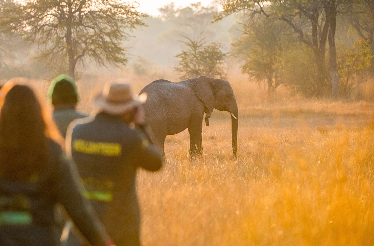 walking safari with elephant in background