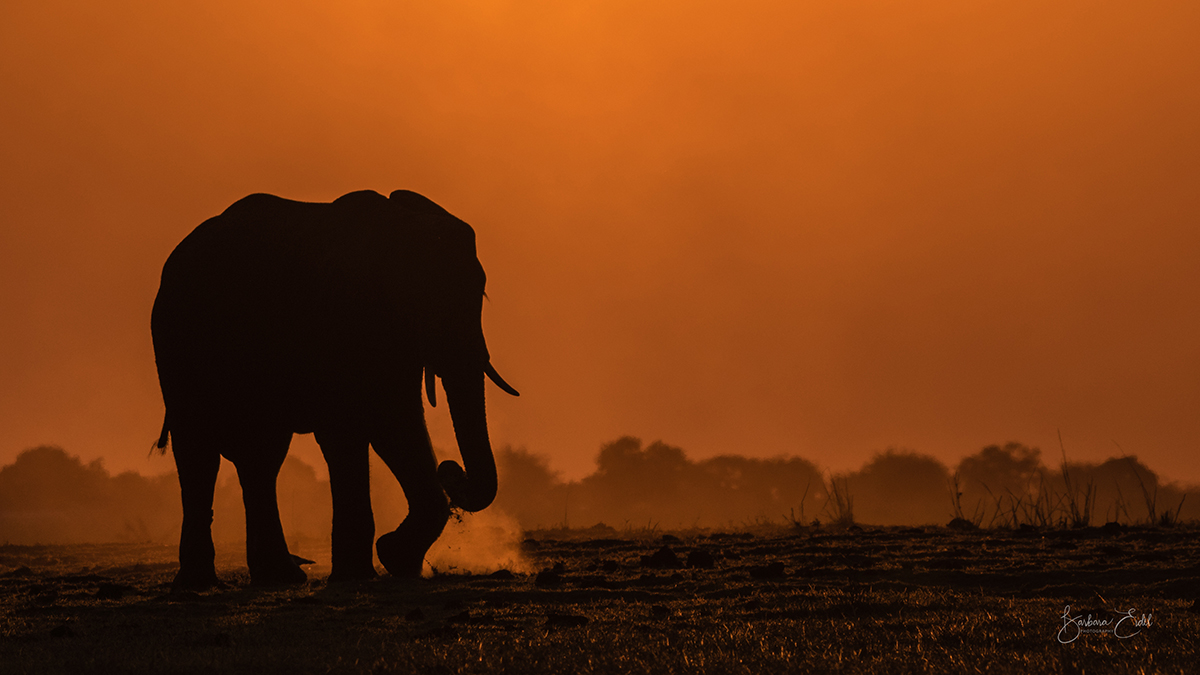 Elephant roaming at sunset