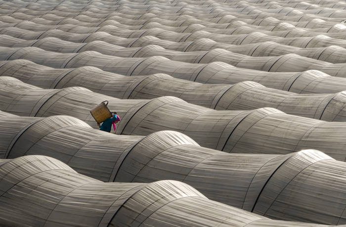 Greenhouses with woman walking