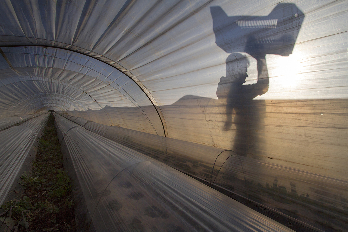 Woman walking behind greenhouse