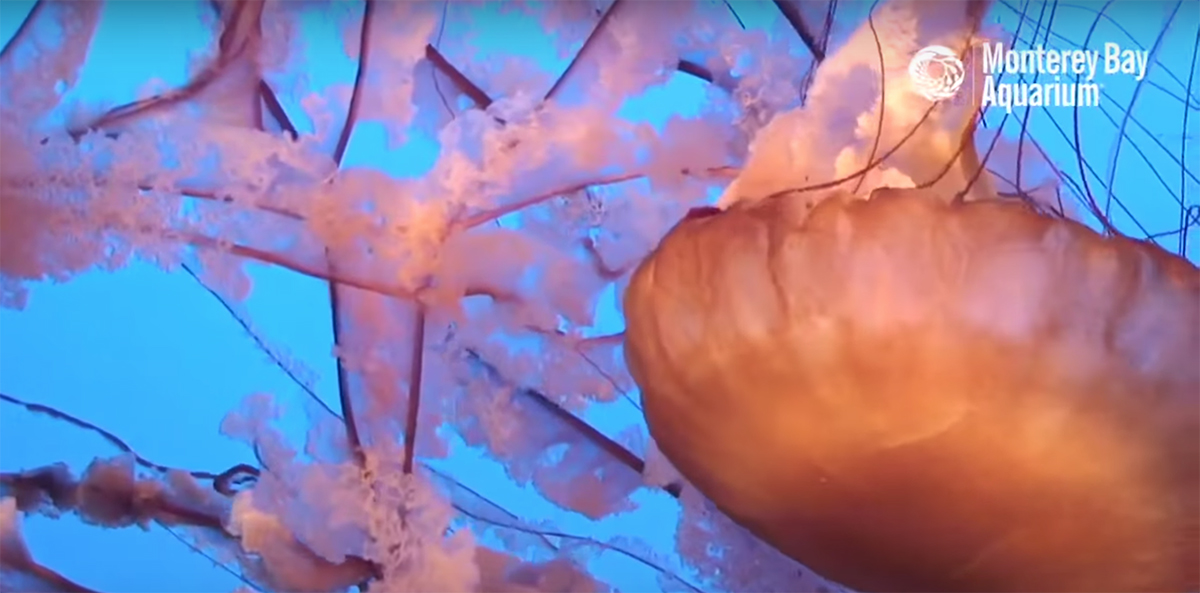 Tentacles of jelly fish underwater