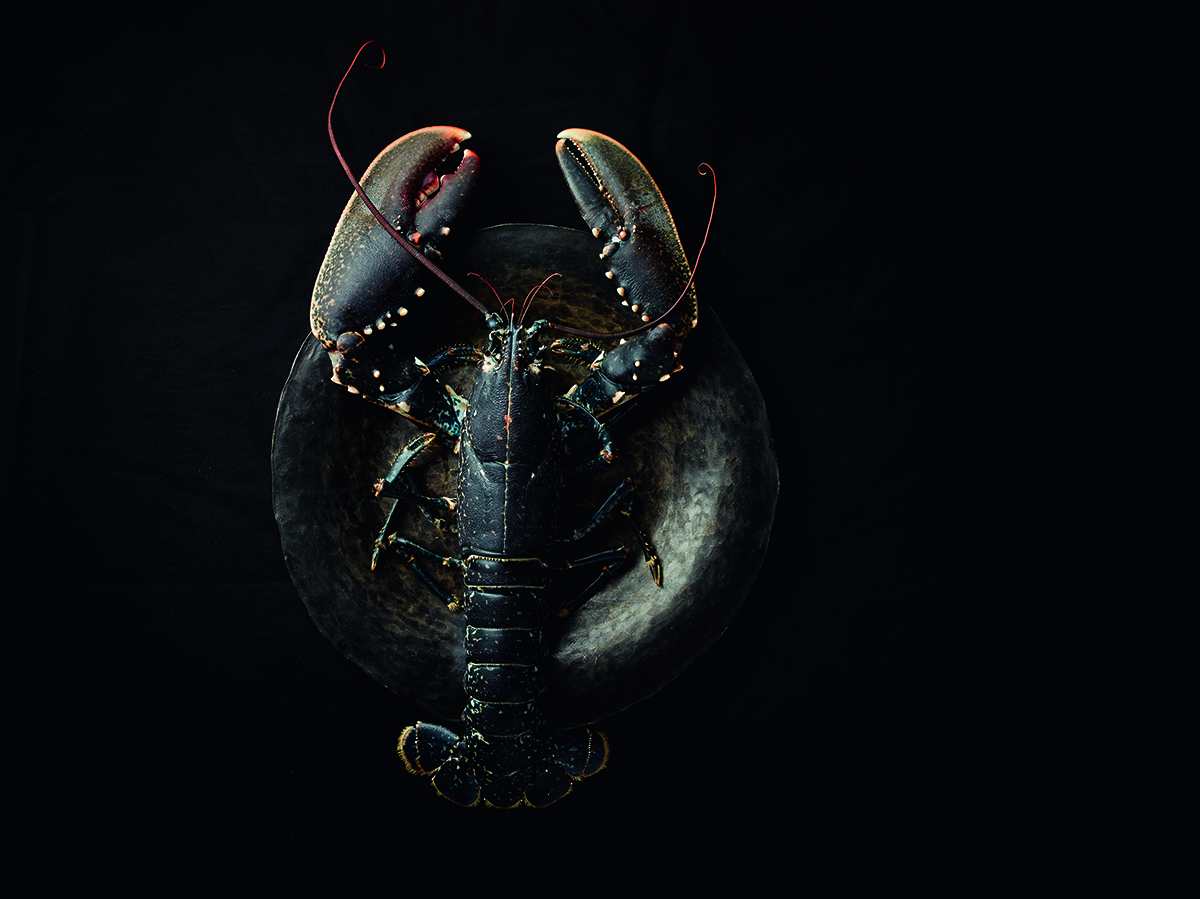 Fresh black lobster