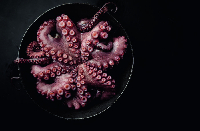 Octopus tentacles