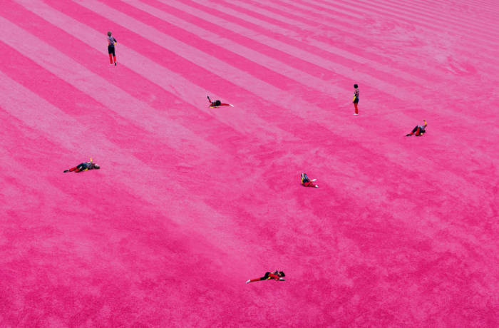 photograph of pink fields