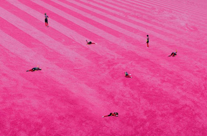 photograph of pink fields