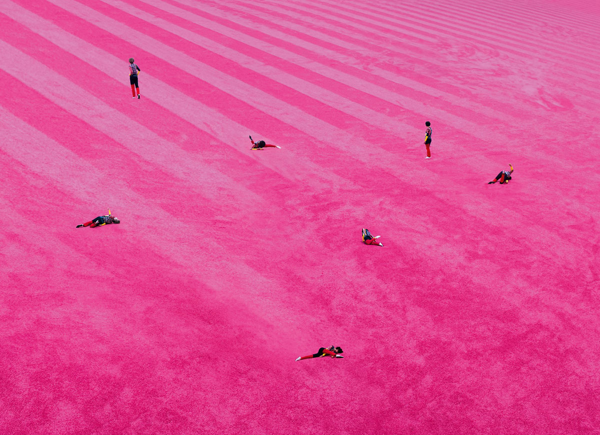 photograph of pink fields