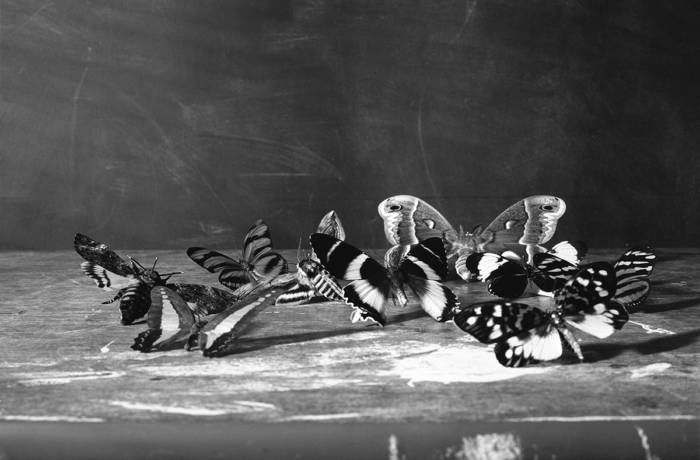 black and white butterflies