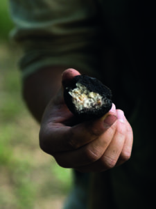 truffle in man's hand