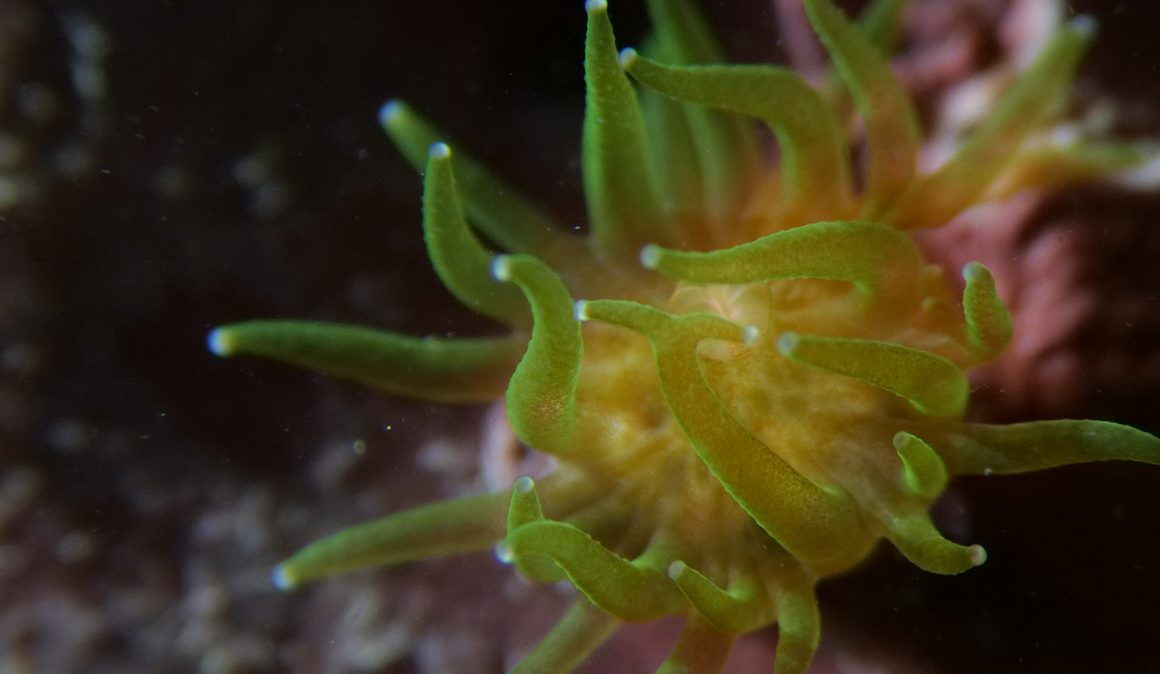 baby coral