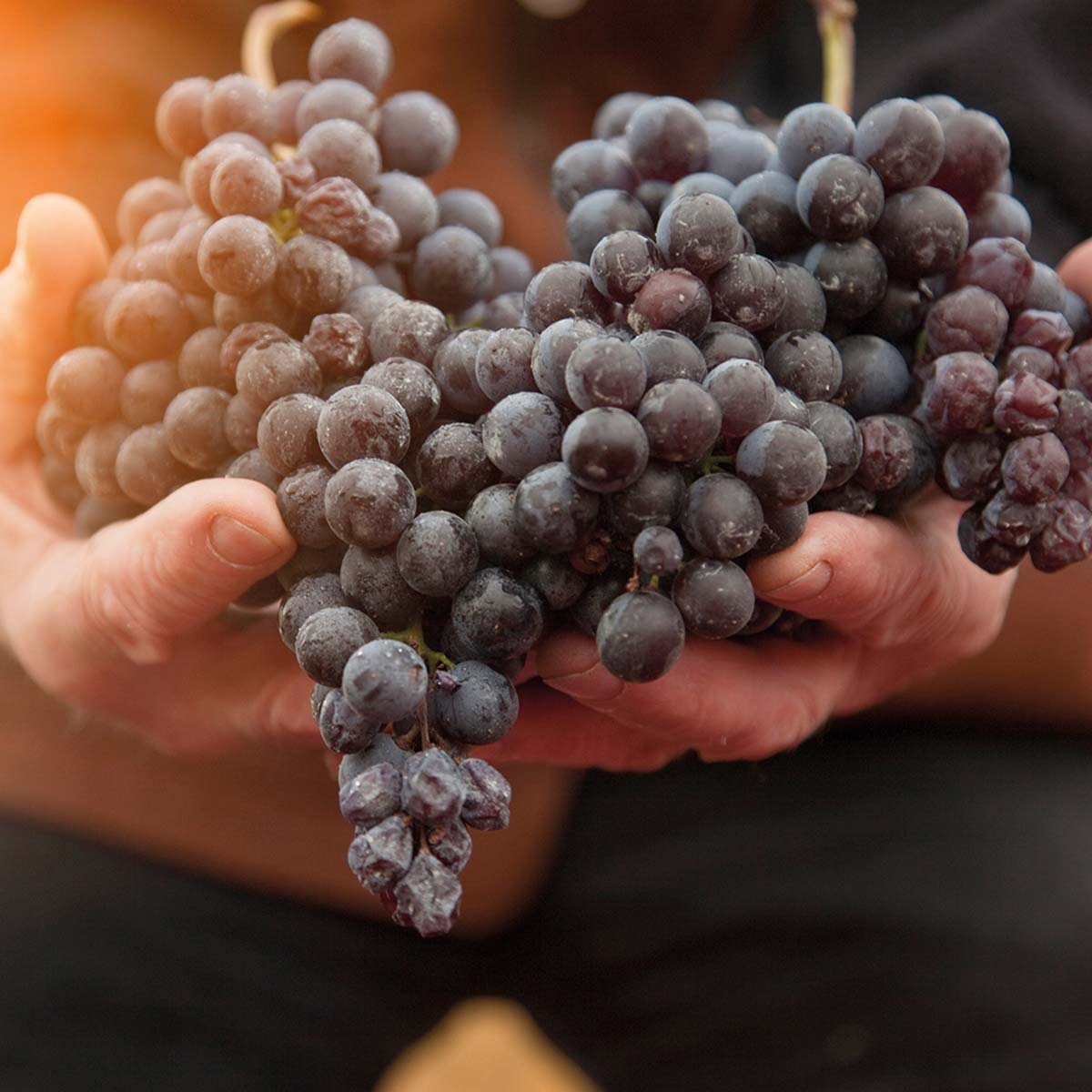 hands holding grapes