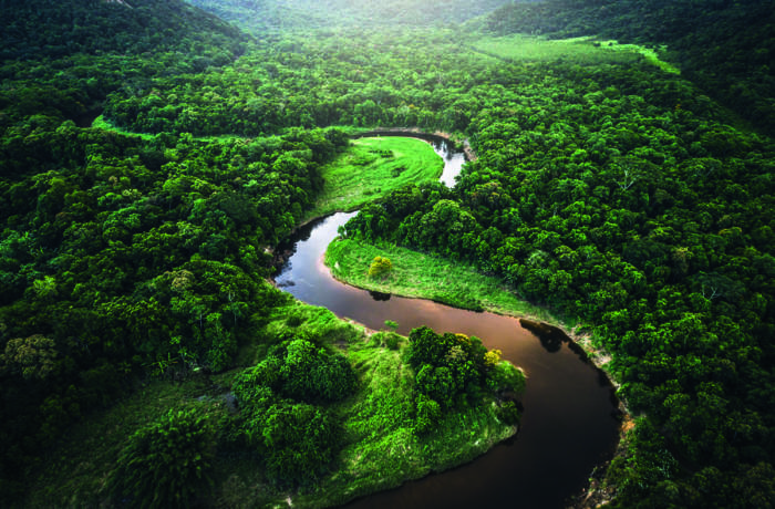 river in forest