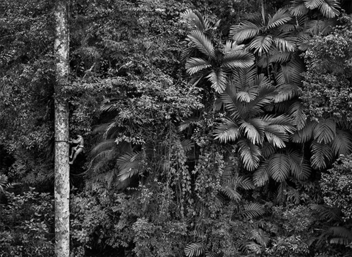 rainforest photography