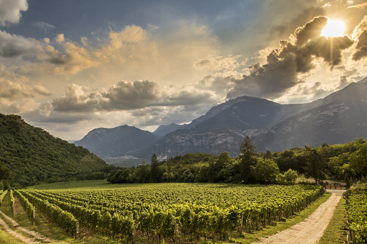 Vineyards