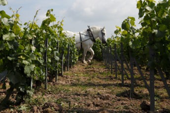 a horse in a vineyard