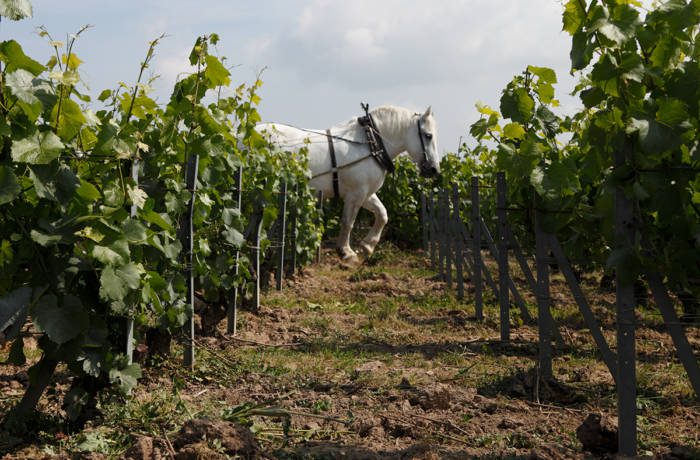 a horse in a vineyard