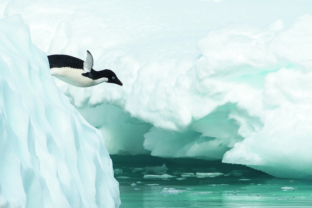 penguin diving off ice