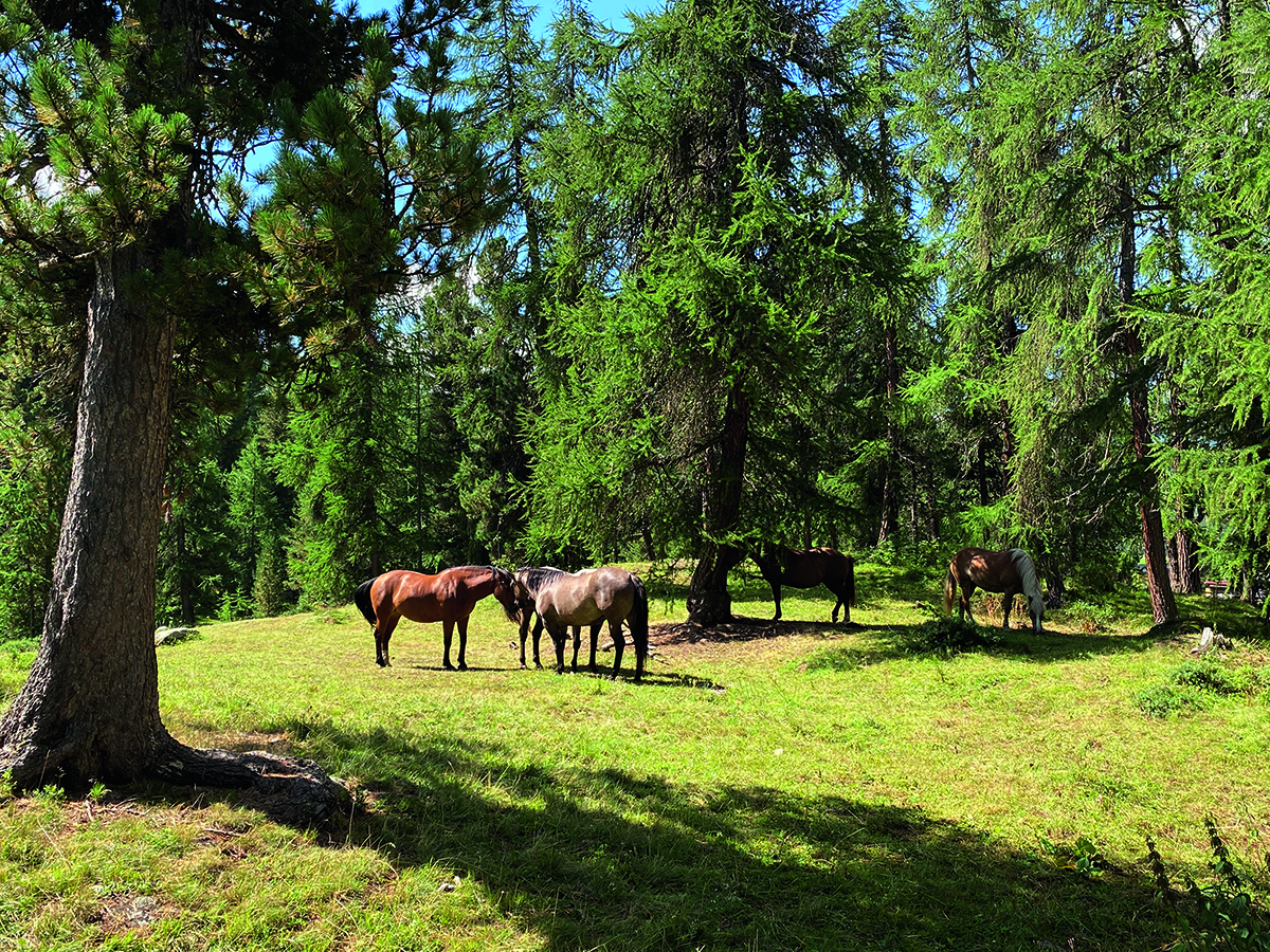 horses in woodland