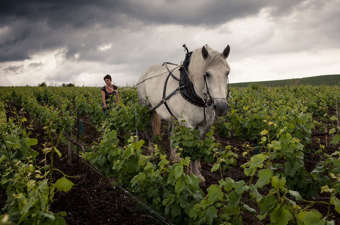 horse working on vineyard