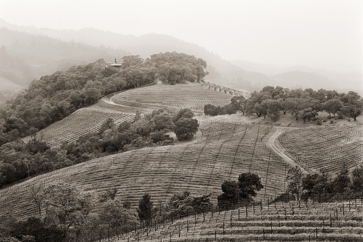 vineyards