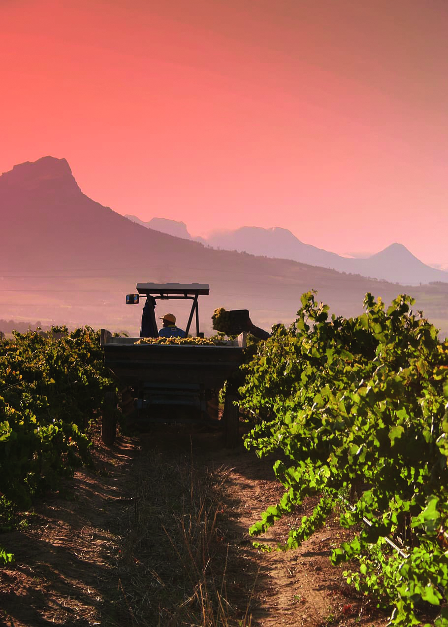tractor on a vineyard