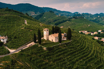 vineyard on hillside