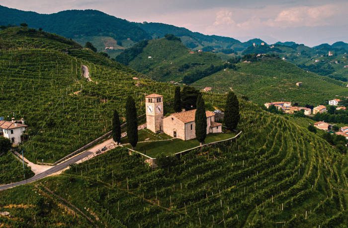 vineyard on hillside