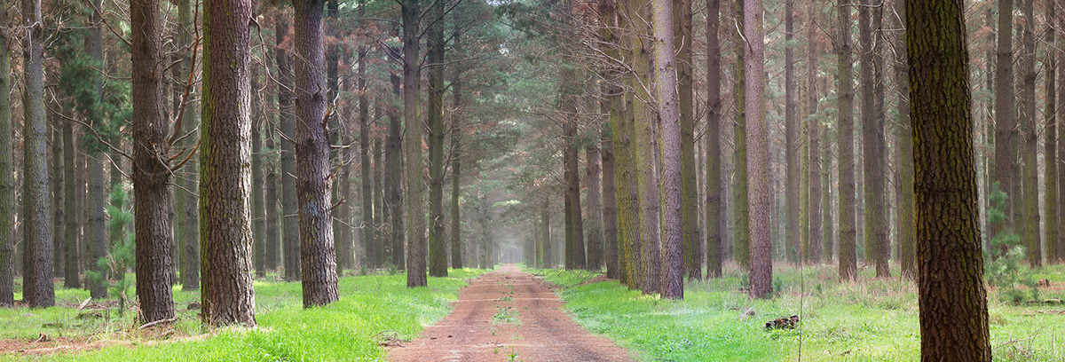 a path in a forest