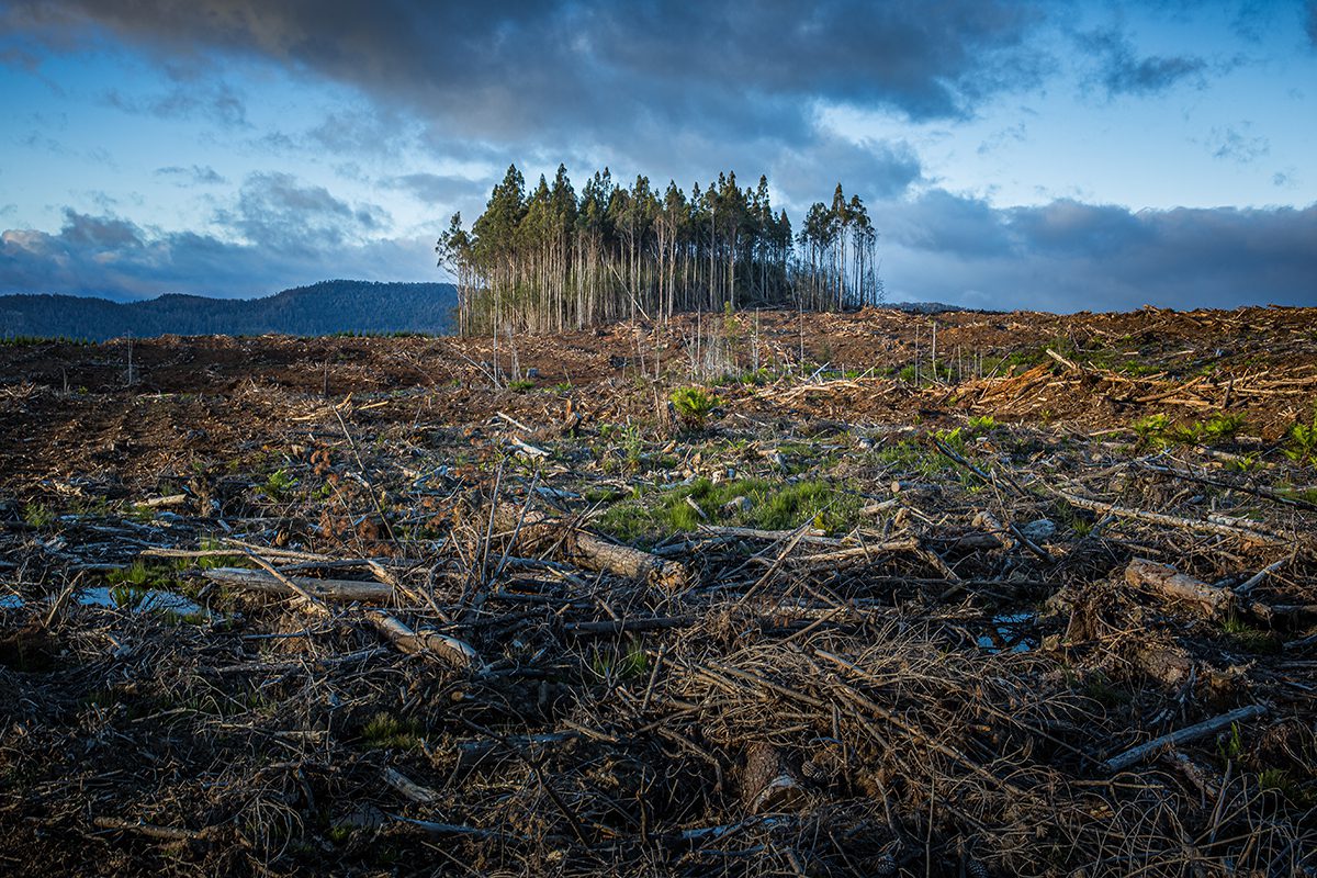 Deforestation in California due to the wild fires