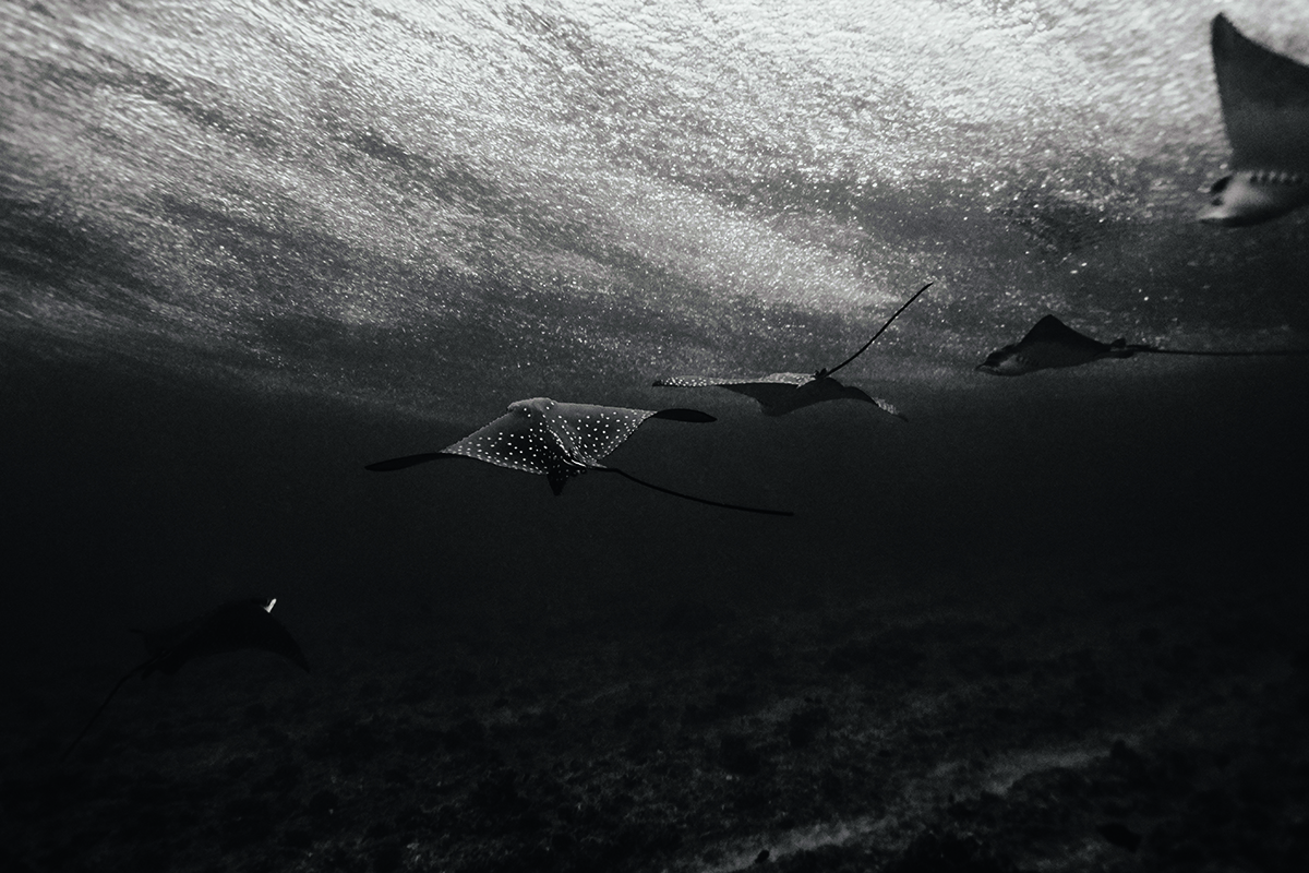 rays underwater