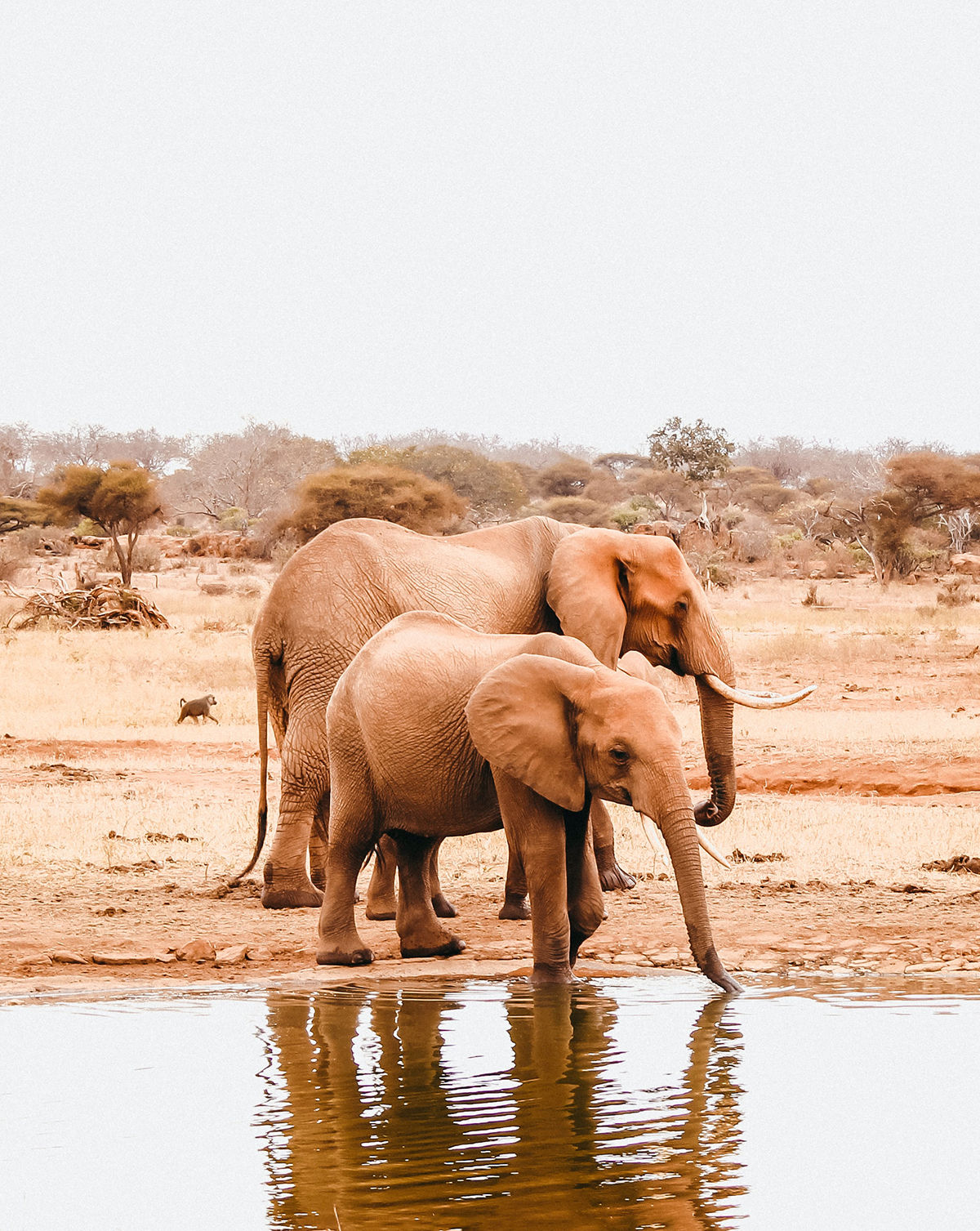 elephants drinking water