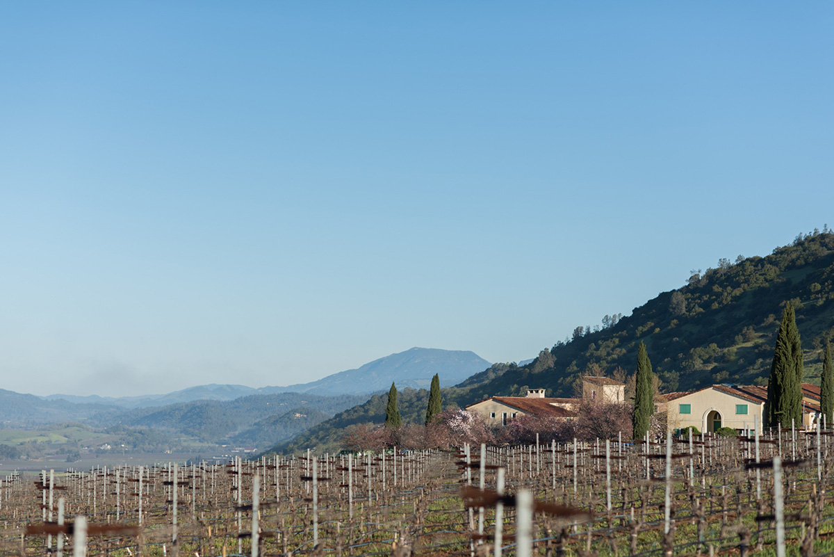 a vineyard and mountains in the distance