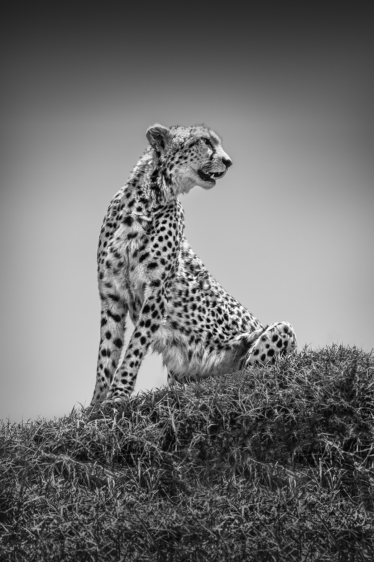 A cheetah sitting on a hill