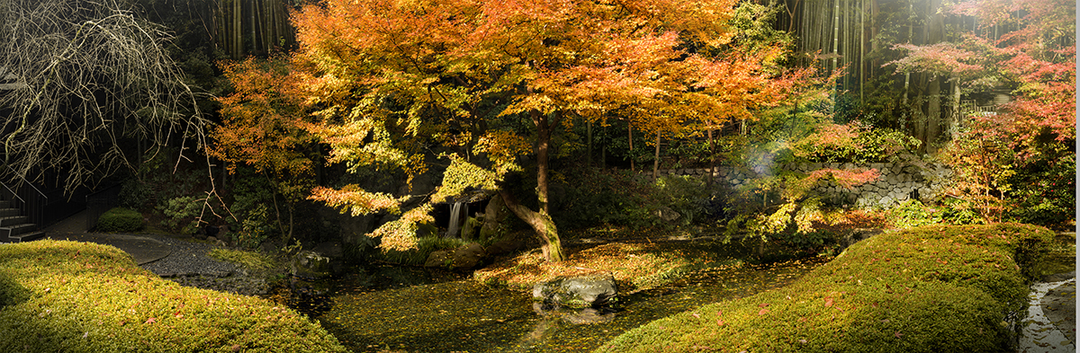 A tree with orange and green leaves